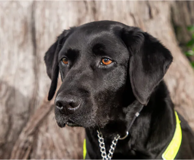 Drug Testing & Detection Services NZ Detector Dogs